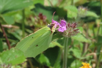 Brimstone